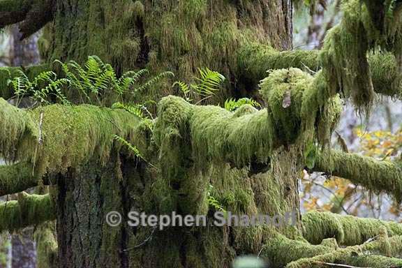 mossy tree 1 graphic